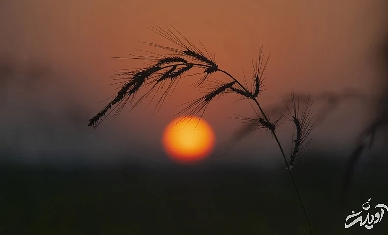 (تصاویر) برداشت برنج در مازندران